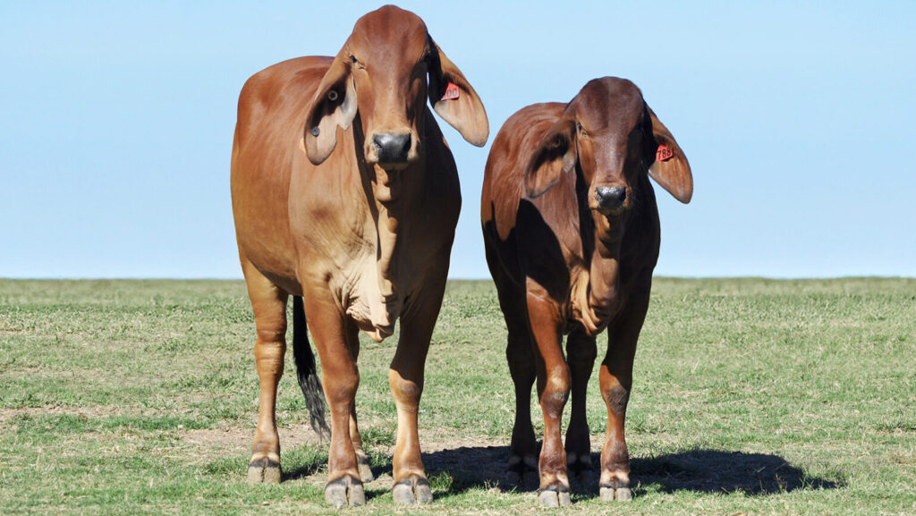 A standout sale for Rockley Brahmans at GDL’s “In The Tank” online genetics event